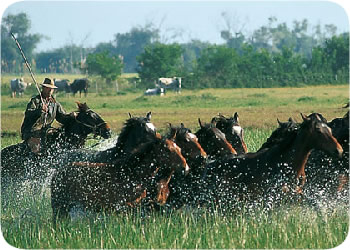 Maremma e i Butteri